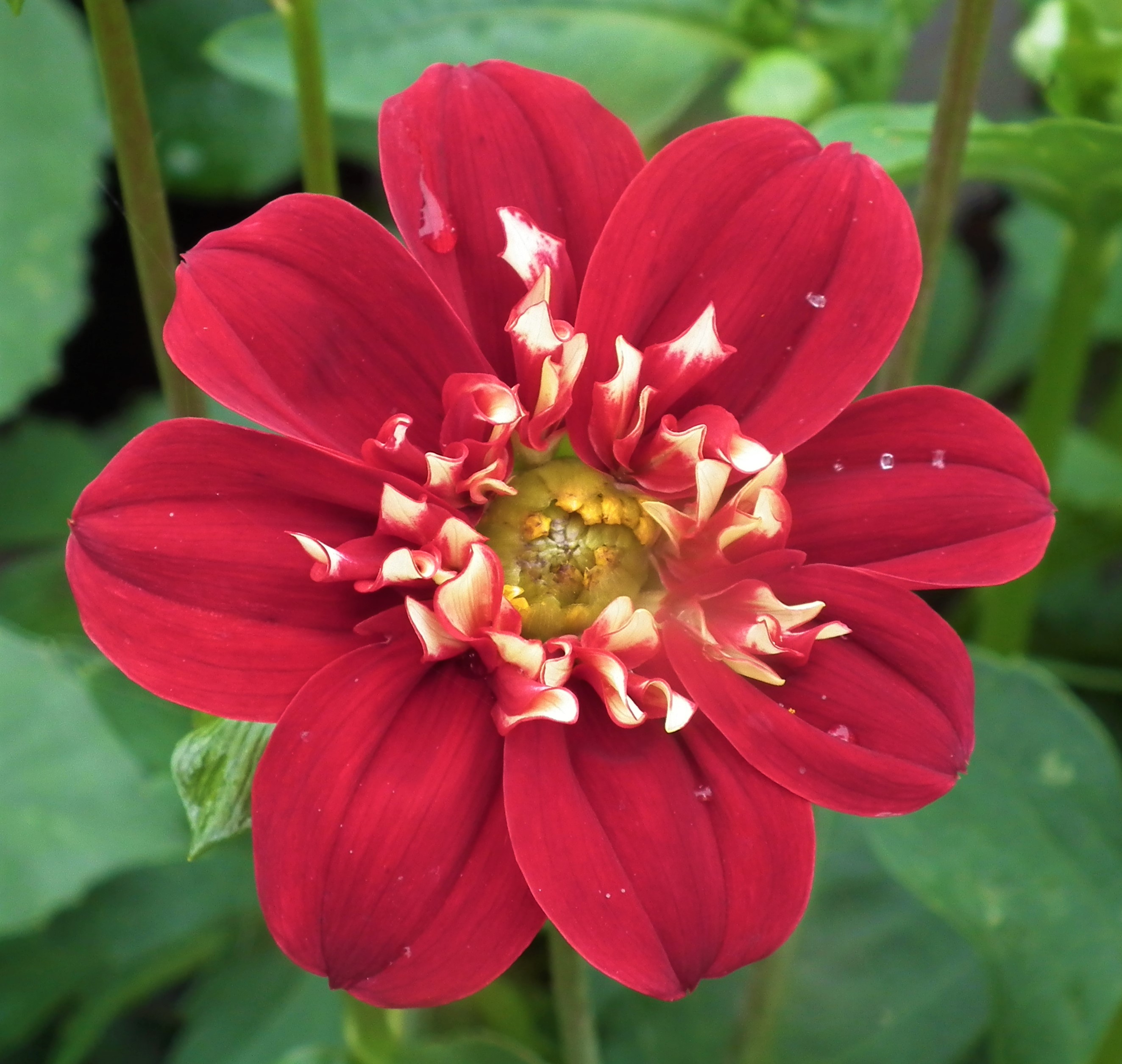 Dahlia Night Butterfly